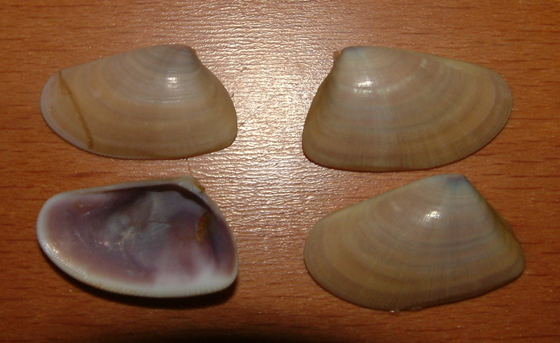 Donax trunculus e Donax venustus